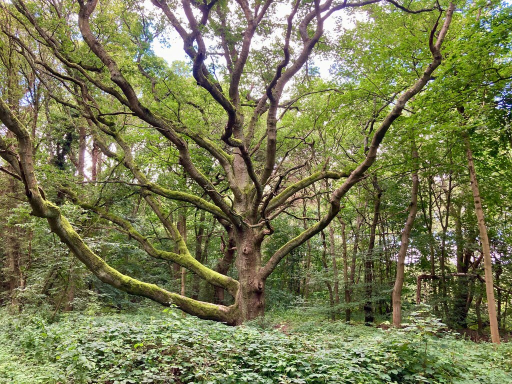 An old spreading tree in the woods on Mardley Heath