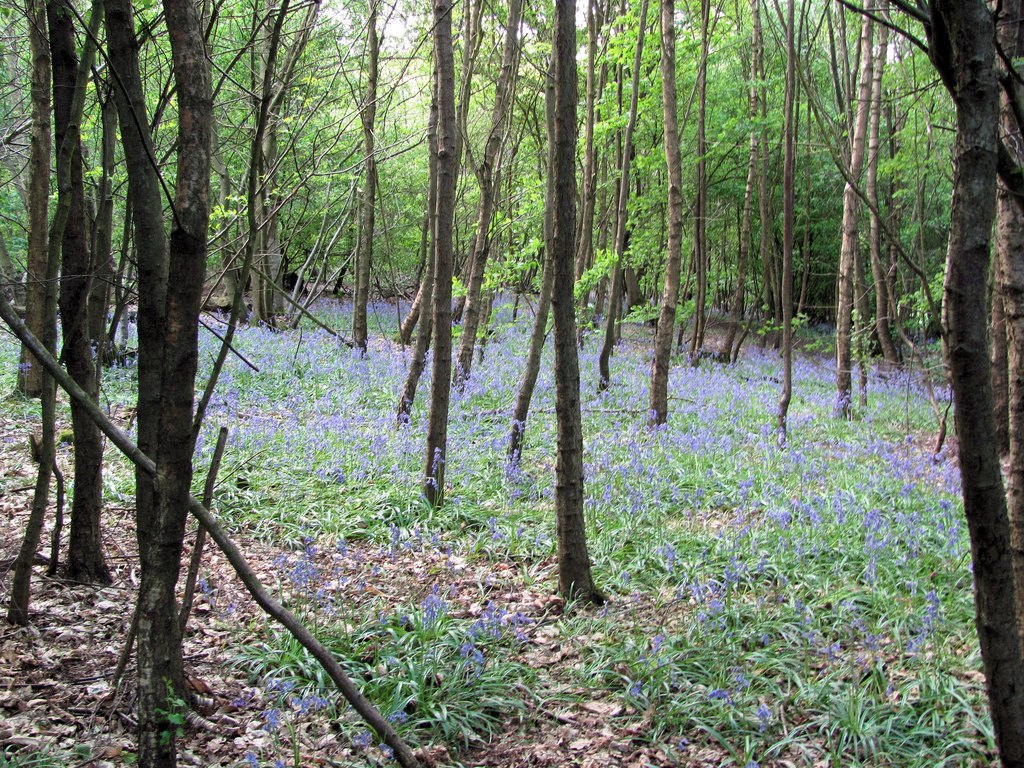 Bluebells under the trees on Mardley Heath